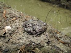 Крестовка-кавказская_2